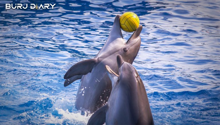 Dubai Dolphinarium offers