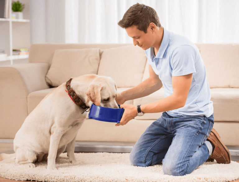 dog care tips in dubai
